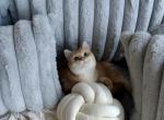 Adorable Emerald green eyed princess - British Shorthair Cat For Sale - Fairfax, VA, US