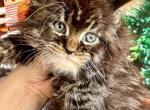 Bobby pure Main Coon male - Maine Coon Kitten For Sale - FL, US