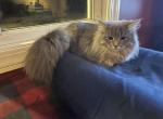 Lollipop Gorgeous Silver Blue Queen Maine Coon - Maine Coon Cat For Sale - 