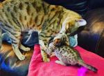 F5 SBT Savannah Kitten - Savannah Kitten For Sale - Roanoke Rapids, NC, US