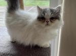 LITTLE BUCCANEER - Munchkin Cat For Sale - Brookings, OR, US