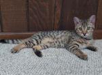 F3 Savannah Golden Male Available Now - Savannah Kitten For Sale - New Holland, PA, US