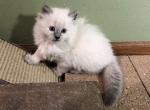 Blue Point Ragdoll Waiting for Love - Ragdoll Kitten For Sale - Burlington, WI, US
