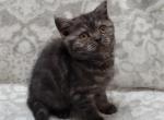 Bella's litter - Scottish Fold Kitten For Sale - Nicholasville, KY, US