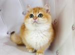 Chub - British Shorthair Kitten For Sale - Los Angeles, CA, US