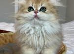 Delux - Brazilian Shorthair Kitten For Sale - Magnolia, TX, US