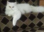 Persa - Persian Cat For Sale - Parkville, MD, US