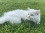 Misty - Persian Cat For Sale - Parkville, MD, US