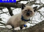 Bumblebee - Snowshoe Kitten For Sale - Houston, TX, US