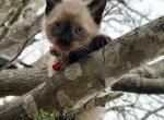 Blaze - Siamese Kitten For Sale - Houston, TX, US