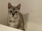 Snow Mink Girl - Bengal Cat For Sale/Service - Stroudsburg, PA, US