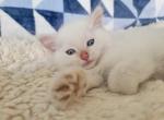 Max - Ragdoll Kitten For Sale - Poplar Grove, IL, US