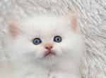 Leo - Ragdoll Kitten For Sale - Poplar Grove, IL, US