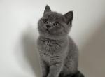 Isabelle - British Shorthair Kitten For Sale - Battle Ground, WA, US