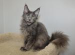 Alvin - Maine Coon Cat For Sale - NY, US