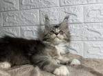 Ceasar - Maine Coon Cat For Sale - NY, US