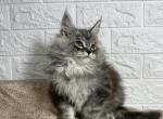 Armani - Maine Coon Kitten For Sale - NY, US