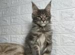 Thomas - Maine Coon Cat For Sale - NY, US