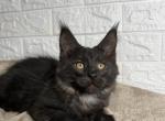 Hugo - Maine Coon Cat For Sale - NY, US