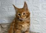 Dallas - Maine Coon Cat For Sale - NY, US