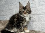 Logan - Maine Coon Kitten For Sale - NY, US