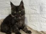 Oreo - Maine Coon Kitten For Sale - NY, US