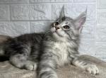 Sapphire - Maine Coon Cat For Sale - NY, US