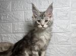 Louis - Maine Coon Cat For Sale - NY, US