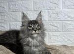 Lloyd - Maine Coon Cat For Sale - NY, US