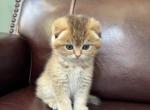Kreamy - Scottish Fold Kitten For Sale - 