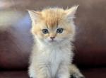 Coco - Scottish Straight Kitten For Sale - 