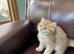 Luna - Scottish Straight Kitten For Sale - Brooklyn, NY, US