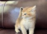 Leo - Scottish Straight Kitten For Sale - Brooklyn, NY, US