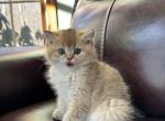 Loki - Scottish Straight Kitten For Sale - Brooklyn, NY, US
