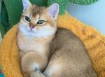 Bri Katie - British Shorthair Kitten For Sale - Brooklyn, NY, US