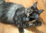 Bridgeella - Maine Coon Cat For Sale/Retired Breeding - Waukesha, WI, US