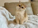 Bella - British Shorthair Cat For Sale - Philadelphia, PA, US