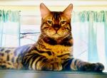 RONIN - Bengal Cat For Sale/Retired Breeding - Brooklyn Park, MN, US