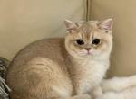 Milo - British Shorthair Kitten For Sale - Philadelphia, PA, US