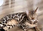MISO - Bengal Cat For Sale - 