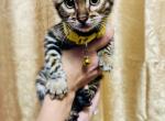 KITA - Bengal Kitten For Sale - Brooklyn Park, MN, US