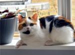 Margo - Scottish Straight Cat For Sale - 