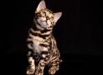 Bengal baby - Bengal Kitten For Sale - Charlotte, NC, US