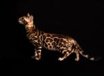 Bengal baby - Bengal Kitten For Sale - Charlotte, NC, US