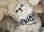 Litter 1 - British Shorthair Kitten For Sale - Philadelphia, PA, US