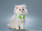 Silver British longhair male - British Shorthair Cat For Sale - New York, NY, US