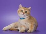 Charm adorable baby boy - British Shorthair Kitten For Sale - Fairfax, VA, US