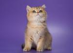 Mochi emerald green eyed princess - British Shorthair Cat For Sale - Indianapolis, IN, US