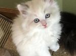 Ragdoll Rare Bicolor Male - Ragdoll Kitten For Sale - 