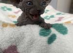 Female Elf - Sphynx Kitten For Sale - Chicago, IL, US